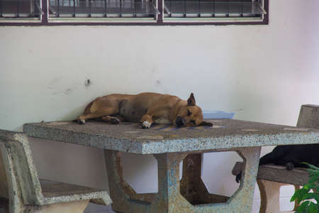 dogs sleepingの写真素材
