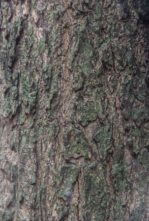 wood texturesの写真素材