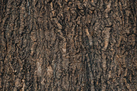 wood texture background