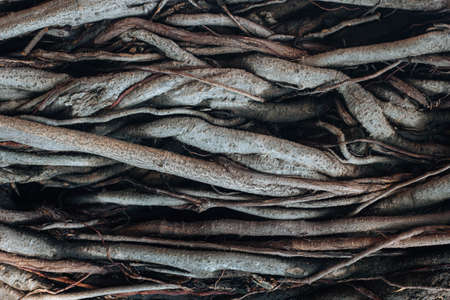 wood texture backgroundの写真素材