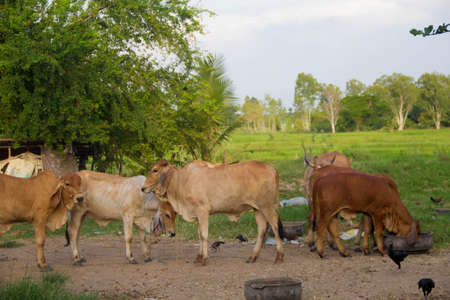 A herd of oxen roaming aroundの写真素材
