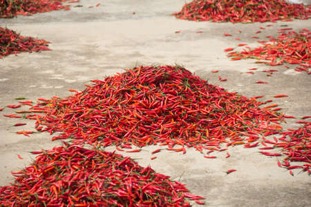 dried hot pepperの写真素材