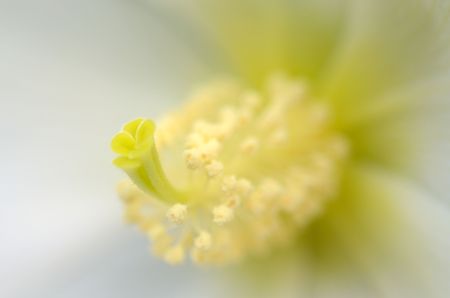 Hibiscus mutabilis / Cotton rosemallowの写真素材