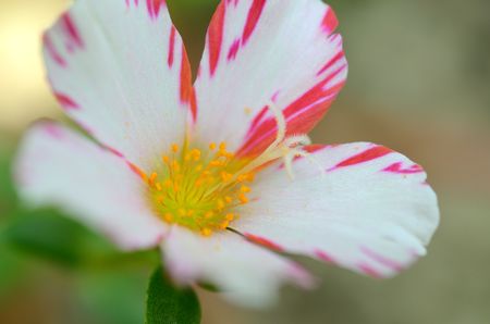 Portulaca oleraceaの写真素材