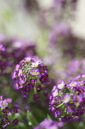 Purple lobularia maritimaの写真素材