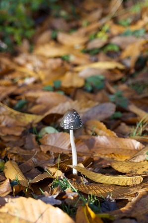 Coprinopsis picaceaの写真素材