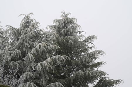 Frozen fir treeの写真素材