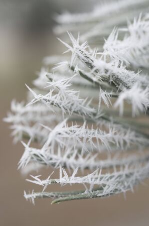 Frozen pine leavesの写真素材
