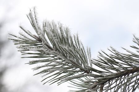 Frozen pine leavesの写真素材