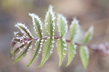 Frozen leavesの写真素材