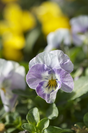 Pansyの写真素材