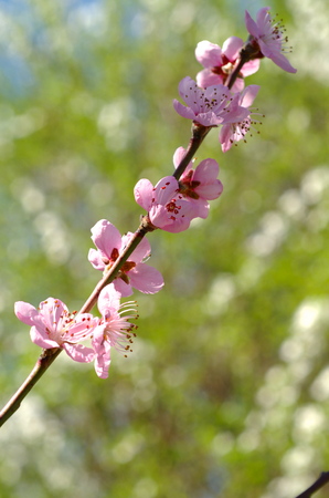 Peach blossomの写真素材