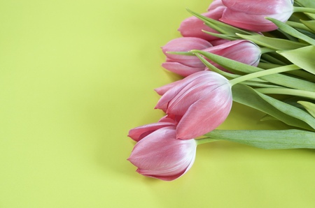 Pink tulips and yellow green backgroundの写真素材