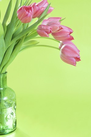 Pink tulips in a vase and light green backgroundの写真素材