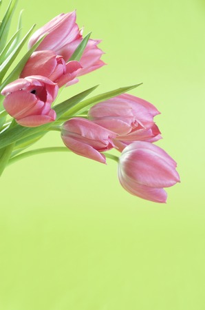 Pink tulips and light green backgroundの写真素材