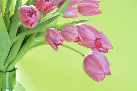 Pink tulips in a vase and light green backgroundの写真素材