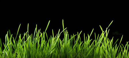 Sprouts of green wheat grass on black background. Generative AIの素材