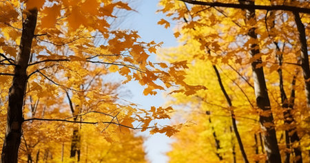 Dense woods with thick canopies in sunny fall weathe. Perspective up view of autumn forest with bright orange and yellow leavesの素材