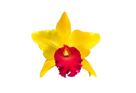 Yellow Orchid Flowerの写真素材