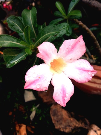 Desert rose backgroundの素材