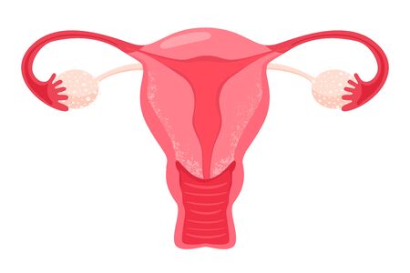 Gynecology illustration. Woman reproductive health illustration with uterus. Vector illustration on white background.のイラスト素材