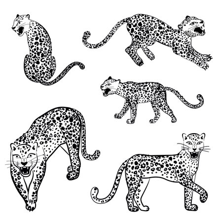 Set of snarling leopards in different poses. Vector illustration isolated on white background.のイラスト素材