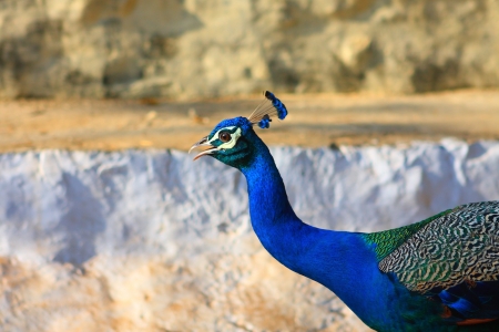 Blue Bird Indian Peafowlの写真素材