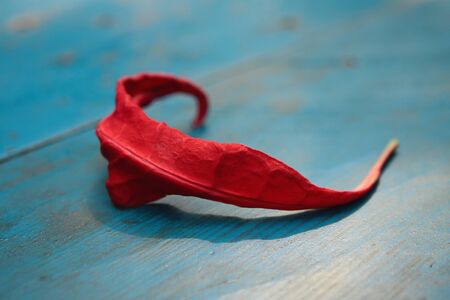 Red leaf on a blue table in the Himalayasの写真素材