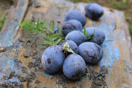 Blue Plum in the old gardenの写真素材