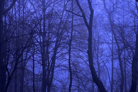 Blue night forestの写真素材