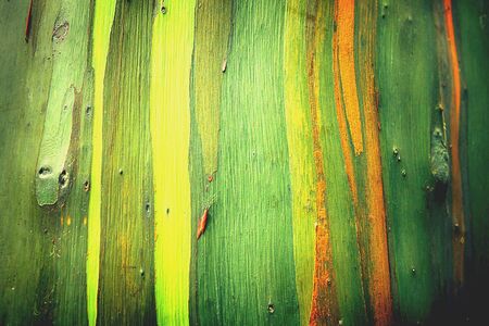 Eucalyptus tree in Thailand の素材