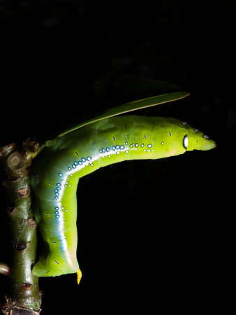 Wormの写真素材