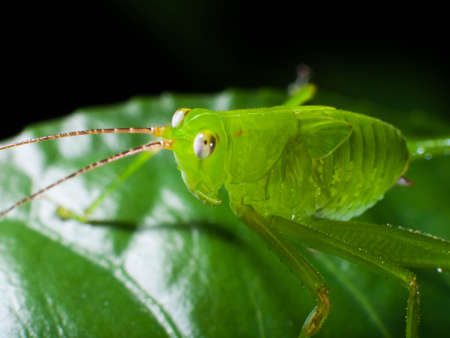 Grasshopperの写真素材