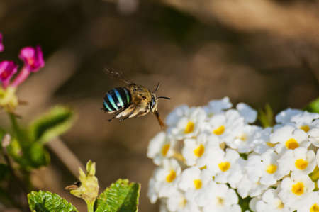 Bee on the flower の写真素材