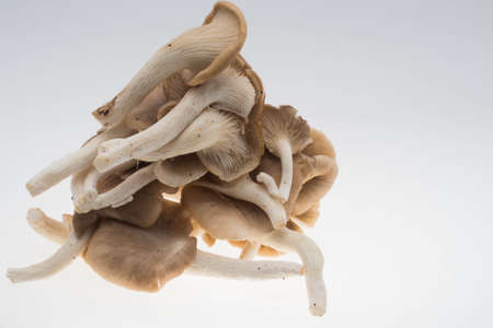 mushroomsの写真素材