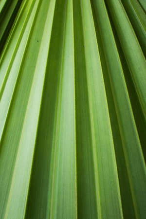 Palm leavesの写真素材