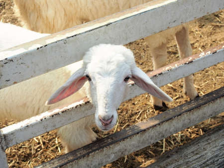 Sheep