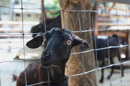 goat in thailand zoo の写真素材