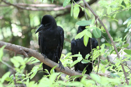 crow in branches of tree の写真素材
