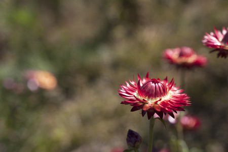 Beautiful red flower and blur backgroundの写真素材