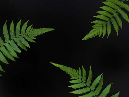 Male fern on a black background