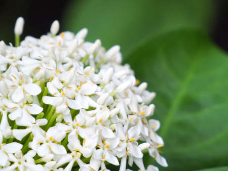 Siamese White ixora close-up photoの写真素材