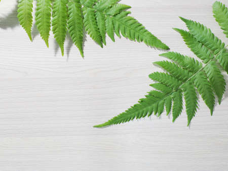 Male fern on a white backgroundの写真素材