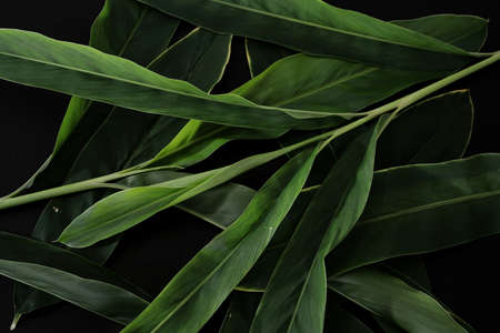 leaves on a black backgroundの写真素材