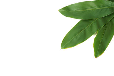 leaves on a white backgroundの写真素材