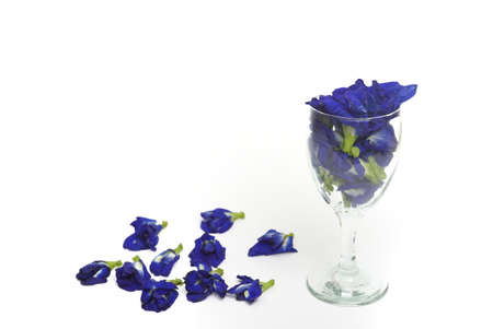 Photo of fresh pea flowers used for tea.の写真素材