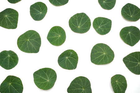 Photo background of Stephania erecta Craibの写真素材