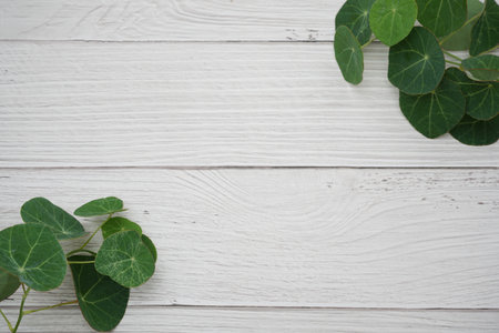 Photo background of Stephania erecta Craibの写真素材