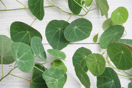 Photo background of Stephania erecta Craibの写真素材