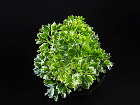 Photo of Small Shrub Polyscias The trunk is about 1-3 meters tall, the trunk has a green or brown bark. The stem is a small joint. The peel is smooth or has small spots. dotted all over the treeの写真素材